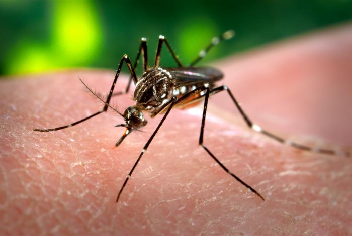 Mosquito Zika Virus Dengue